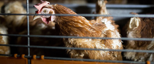 My visit to a cage hen farm