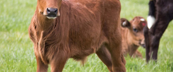 Calf tests do nothing to promote good welfare