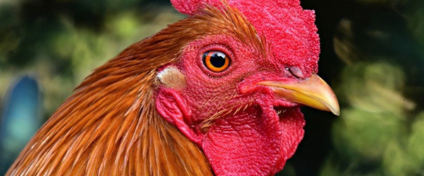 Historic win for hens as Countdown goes cage-free