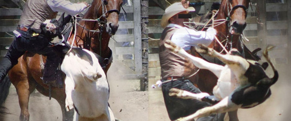 Rodeo industry under increased pressure