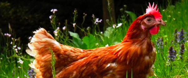 Multinational giant commits to cage-free eggs