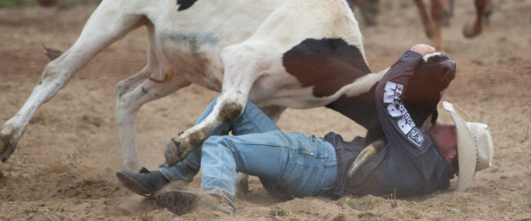 Government response on rodeo a good start, says SAFE