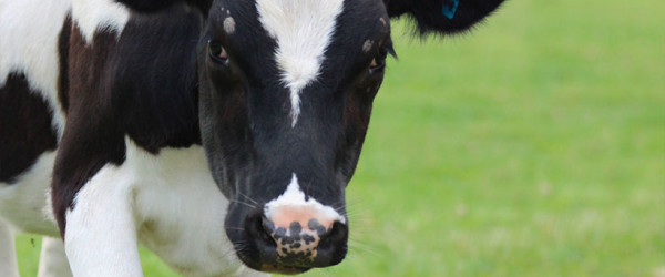 Mycoplasma bovis outbreak must be dealt with humanely