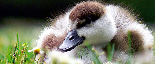 Independent review needed of duck shooting