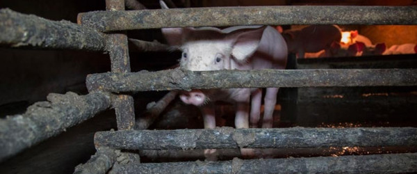 No one held accountable for cruelty to 800 pigs