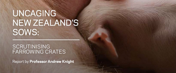 Farrowing crates unnecessary and illegal – report