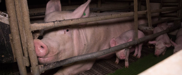 Extreme confinement: The questionable role of the farrowing crate in New Zealand’s future