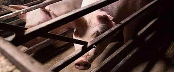 Demands for Labour to uphold pre-election promise, as pig farm caught flouting the law
