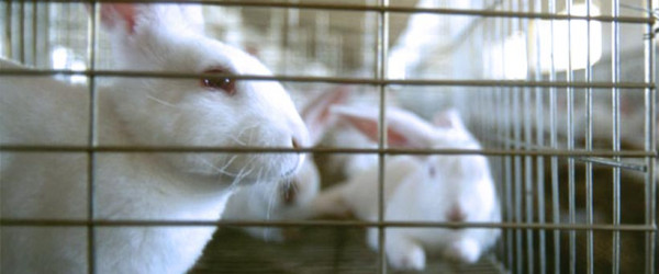 Animals still suffer in experiments