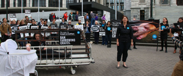 Absurdity of NZ Pork comparison acted out before Parliament