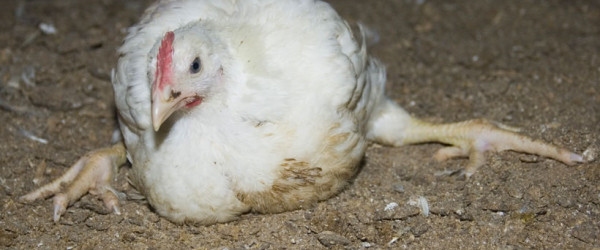 Call on councils to reject cruel mega-farm