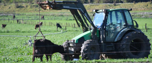 MPI investigating animal abuse only after story appears in the media