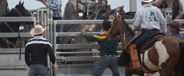SAFE appalled to learn rodeo organisers kept second fatality at Gisborne Rodeo hidden