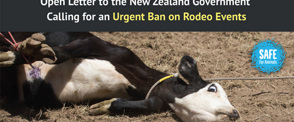 SAFE and animal experts publish open letter to Government demanding ban on cruellest parts of rodeo