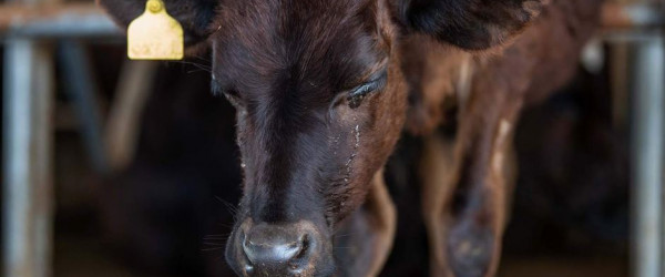 Exposé reveals human and animal welfare disaster due to live animal exports