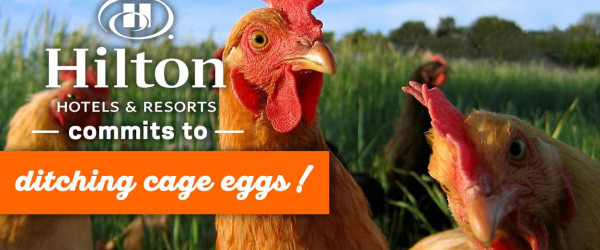 Hilton Hotel Group release cage-free commitment in record-breaking time!