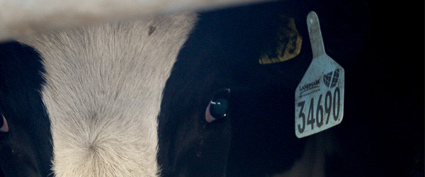 Government review of live export trade doesn’t go far enough