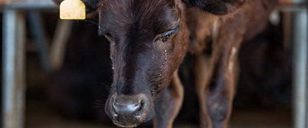 Government fails to take animal welfare seriously in cabinet reshuffle