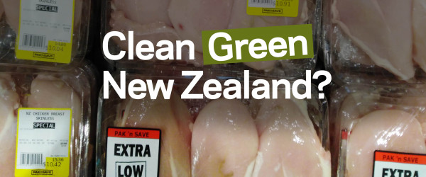 Images of green chicken at Pak’nSave a result of cruel industry practices