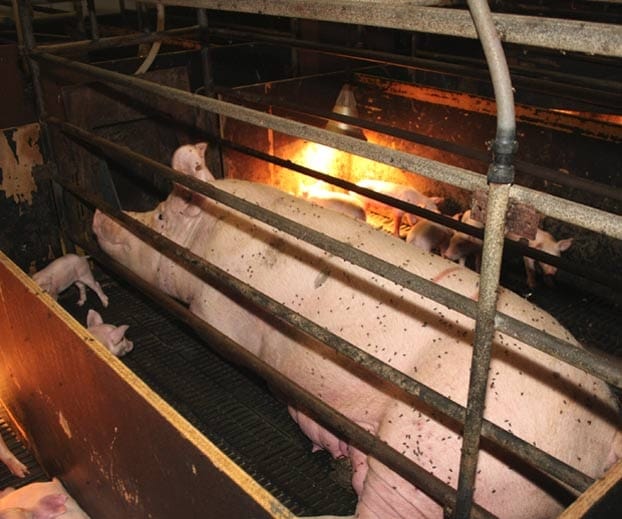 Pig welfare - SAFE | For Animals