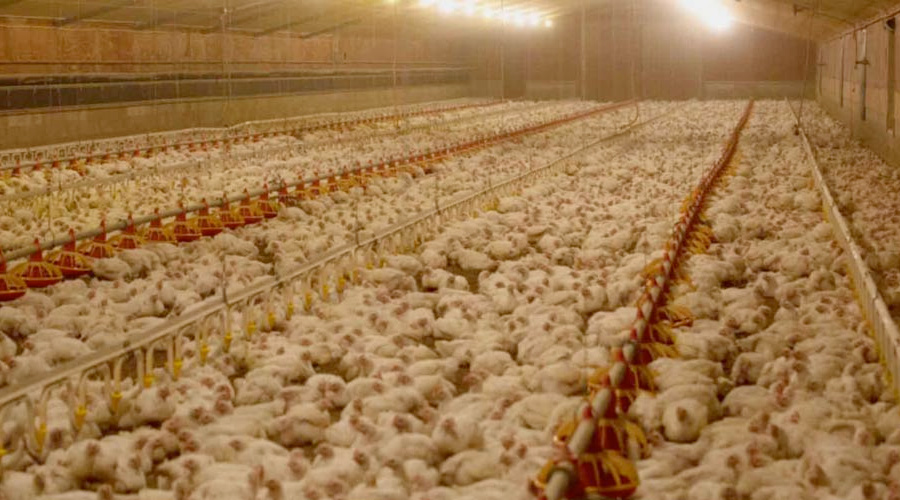 Intensive farming — a risk to human health