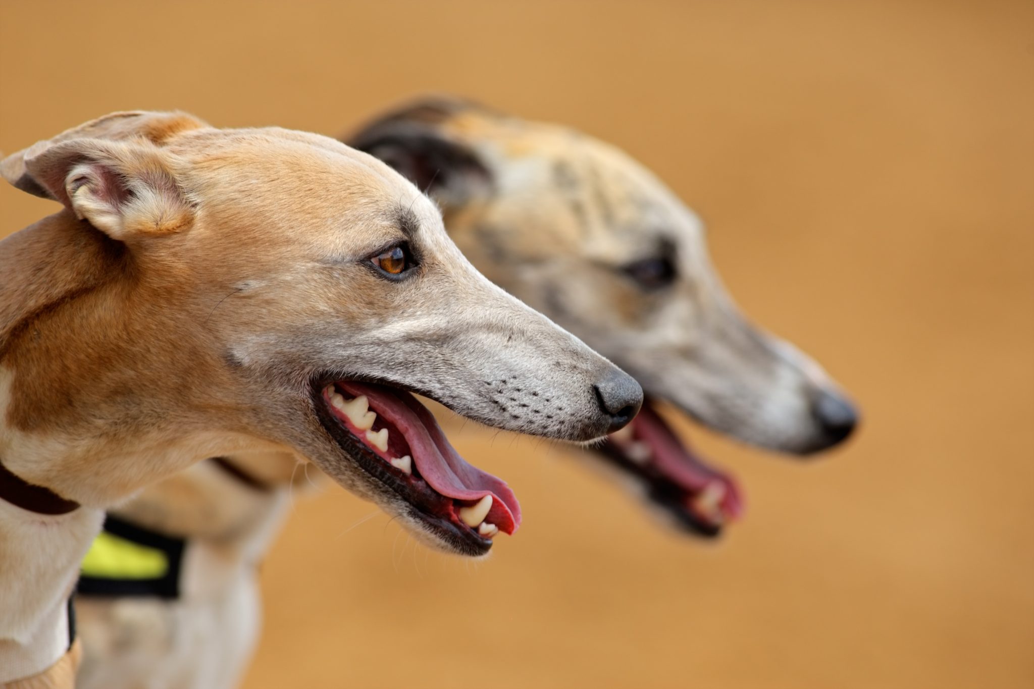 Stop greyhound racing SAFE For Animals