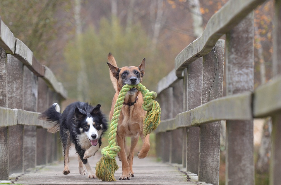 2020 Companion Animal Conference – Towards a Good Life