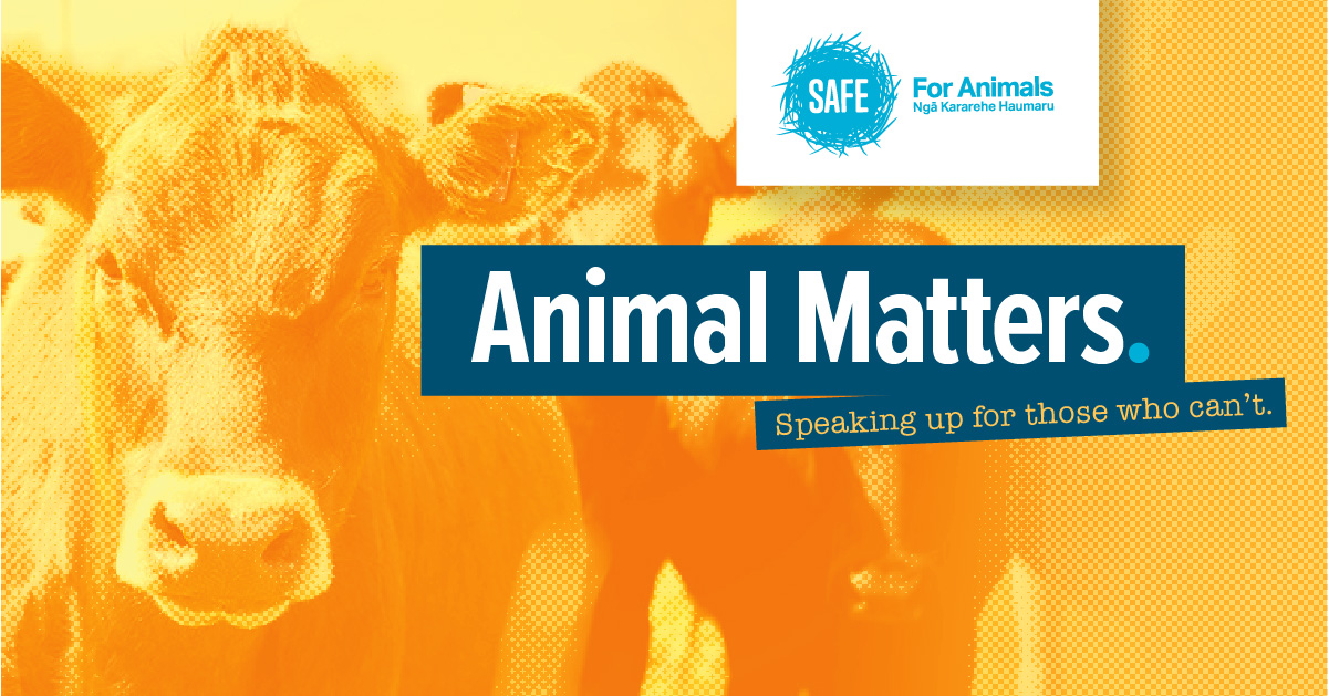 Animals In Captivity Live Export And Human Animal Relationships With