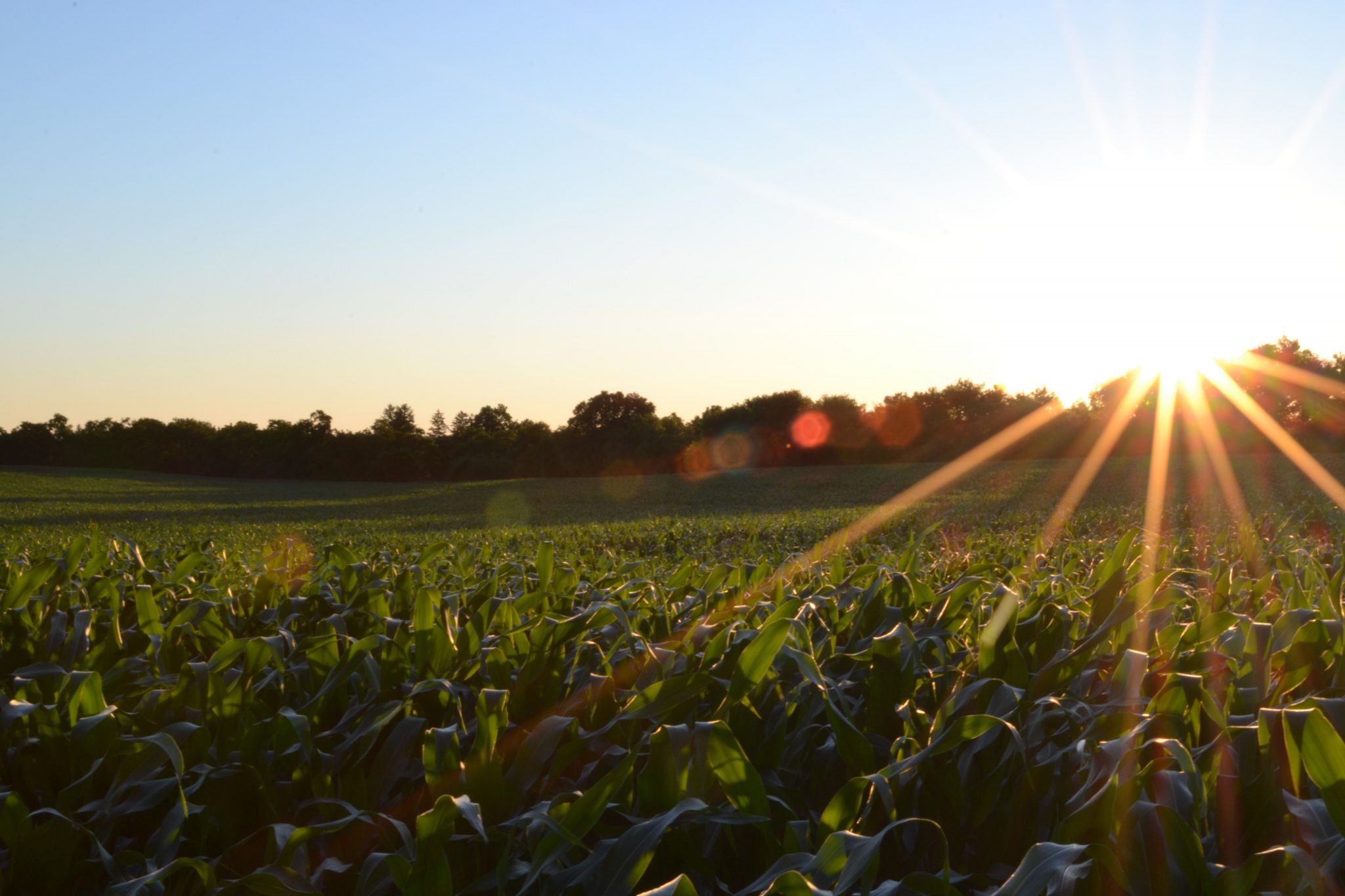 canadian-government-invests-100-million-into-plant-based-food-industry