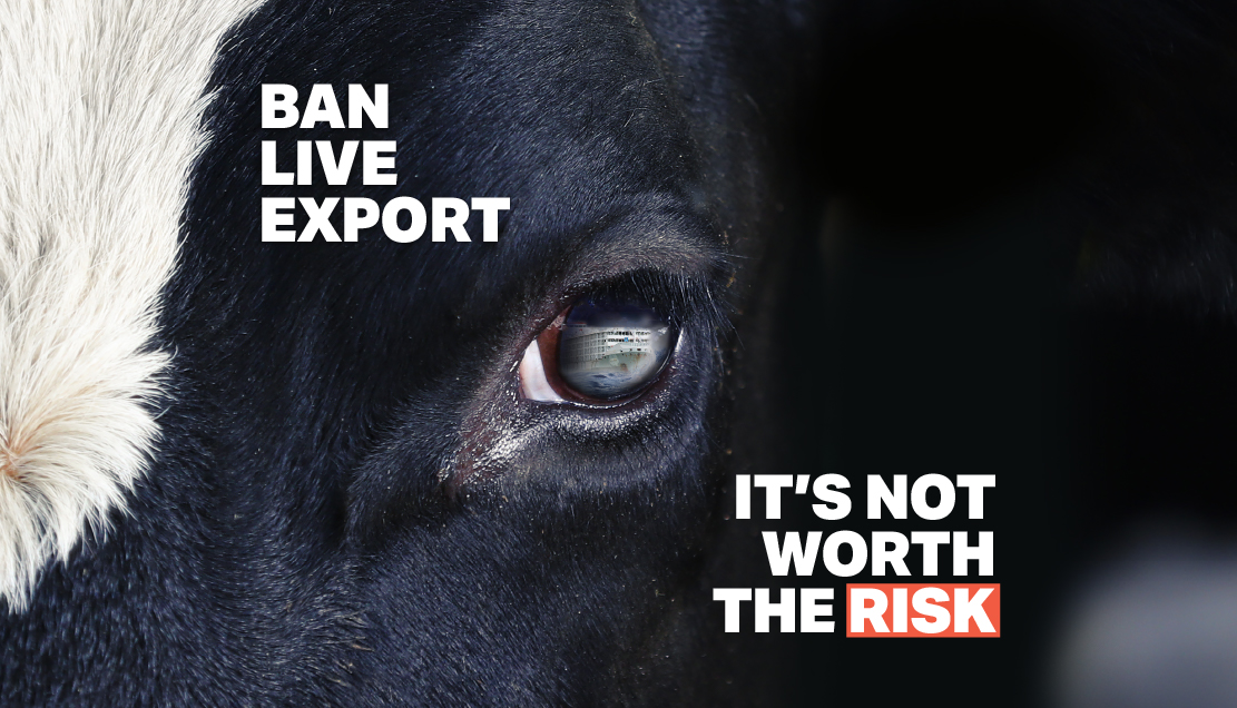 Virtual Protest To Ban New Zealand Live Export