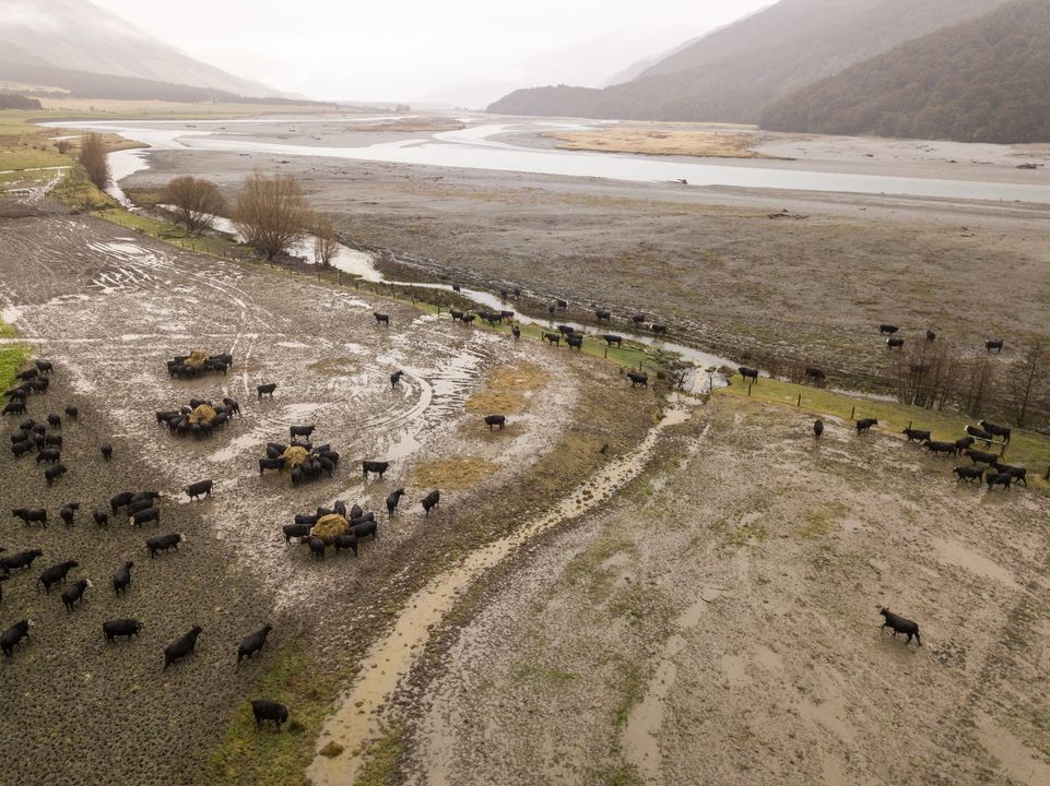 Intensive Winter Grazing harms much more than our clean, green Aotearoa