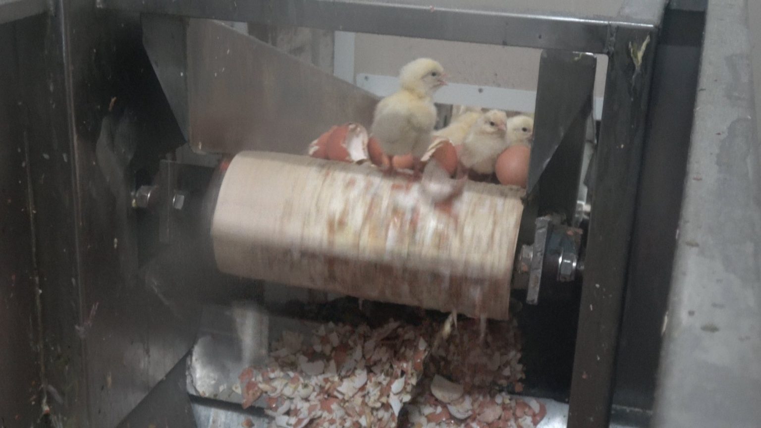 Italy's leading egg producer promises to stop killing day old male
