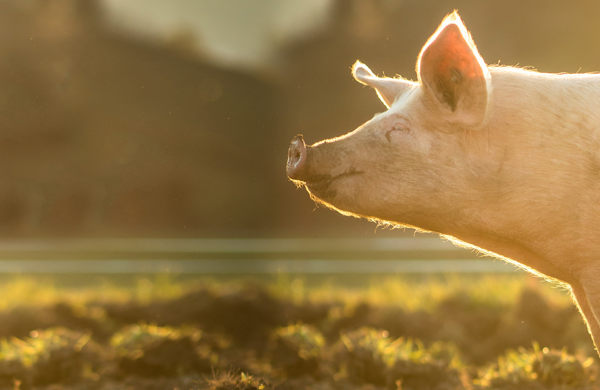 We’ve achieved victory for mother pigs, now we need Government action