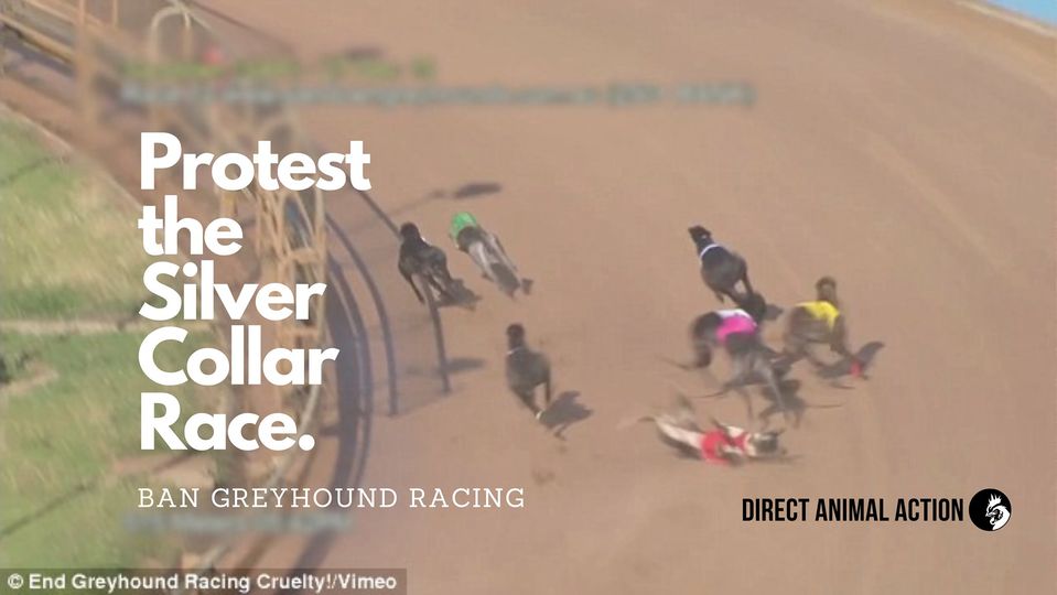 Protest the Silver Collar Greyhound Race