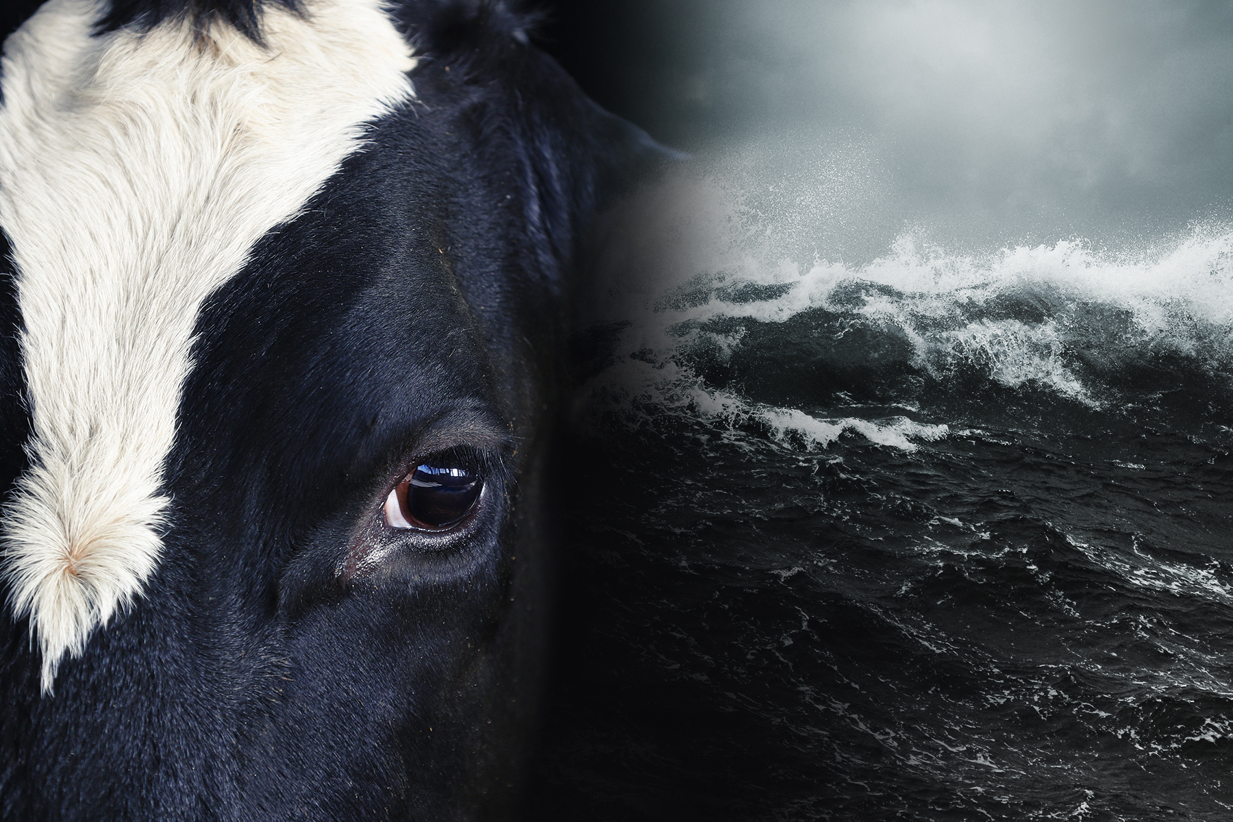 Live export by sea – the journey to a ban