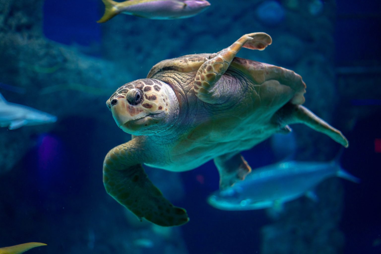 Should aquariums be part of New Zealand’s future? - SAFE | For Animals