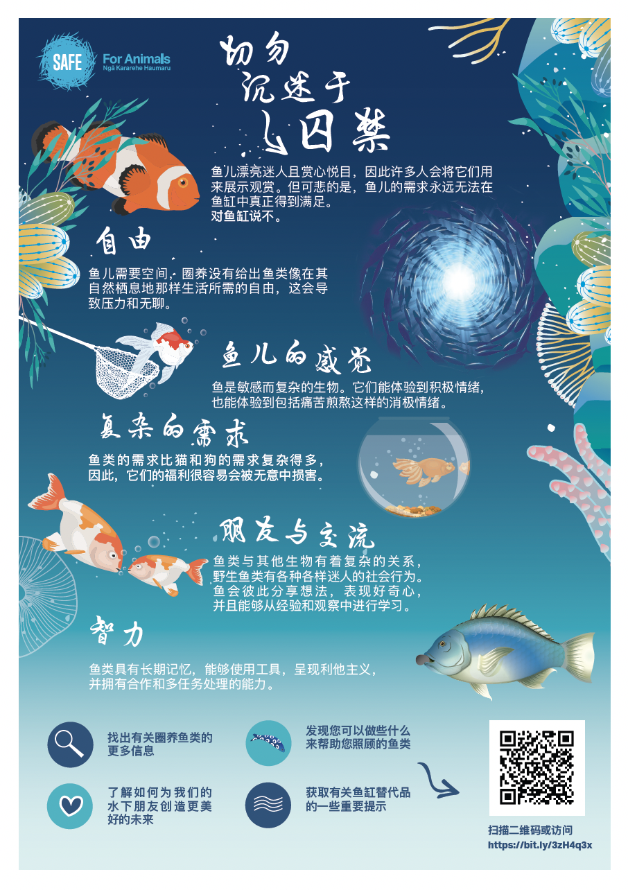 Mandarin infographic