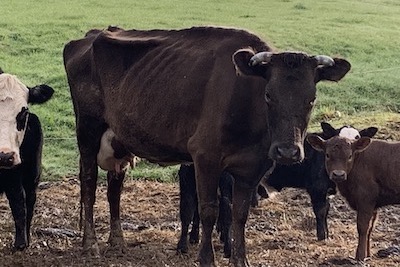 Skinny cow near Whangamatā