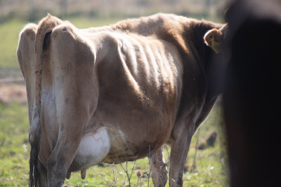 Skinny cow near Palmerston