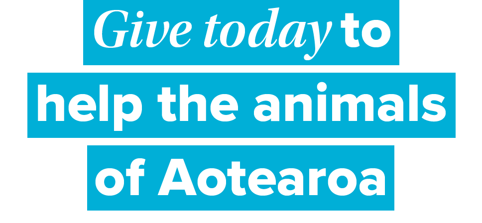 Text image that reads: Give today to help the animals of Aotearoa