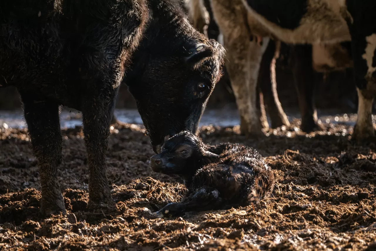 Legal setback for animal welfare: SAFE and NZALA stand against Government’s mud farming policy changes