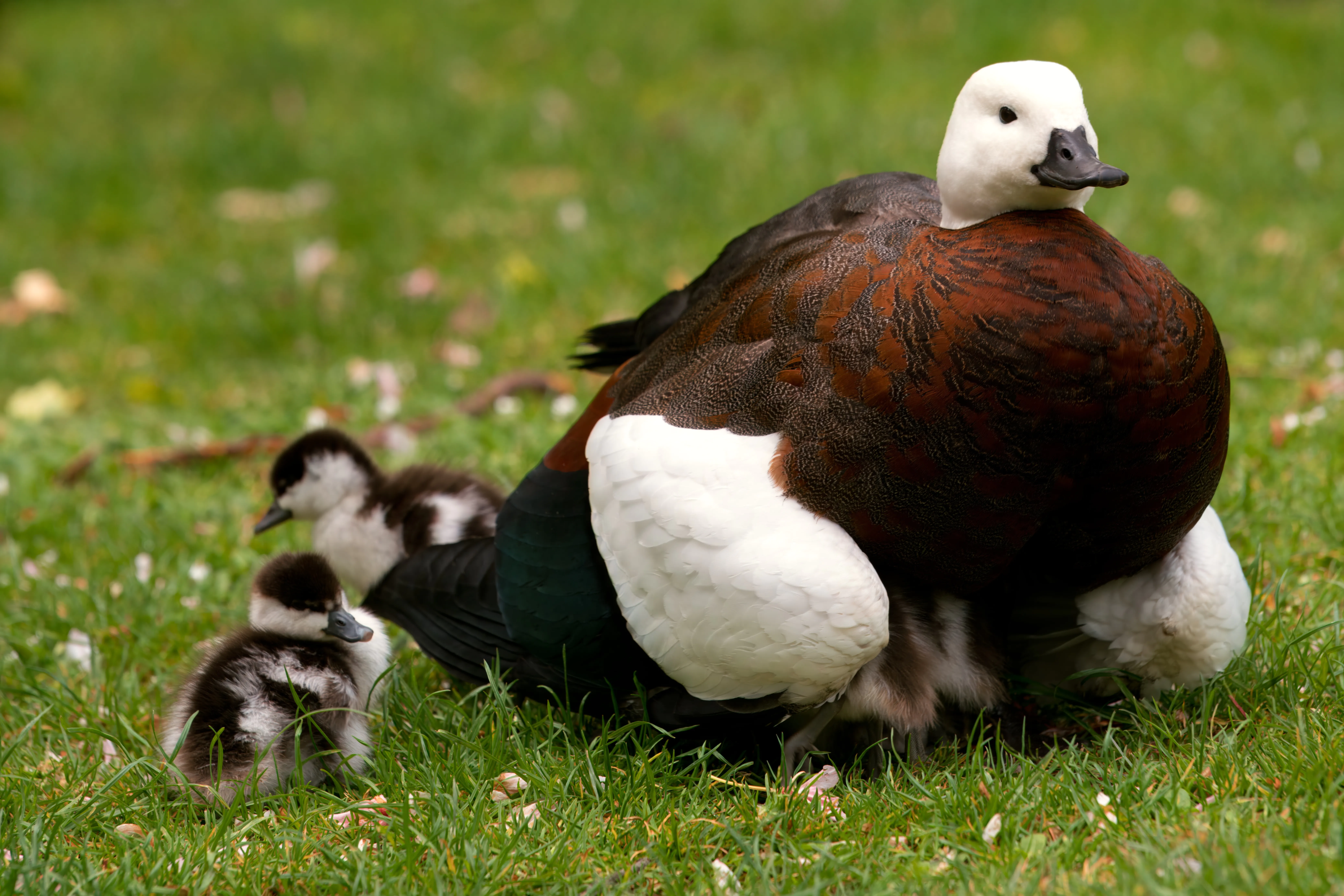 Bird shooting in Aotearoa: a tradition of unchecked cruelty