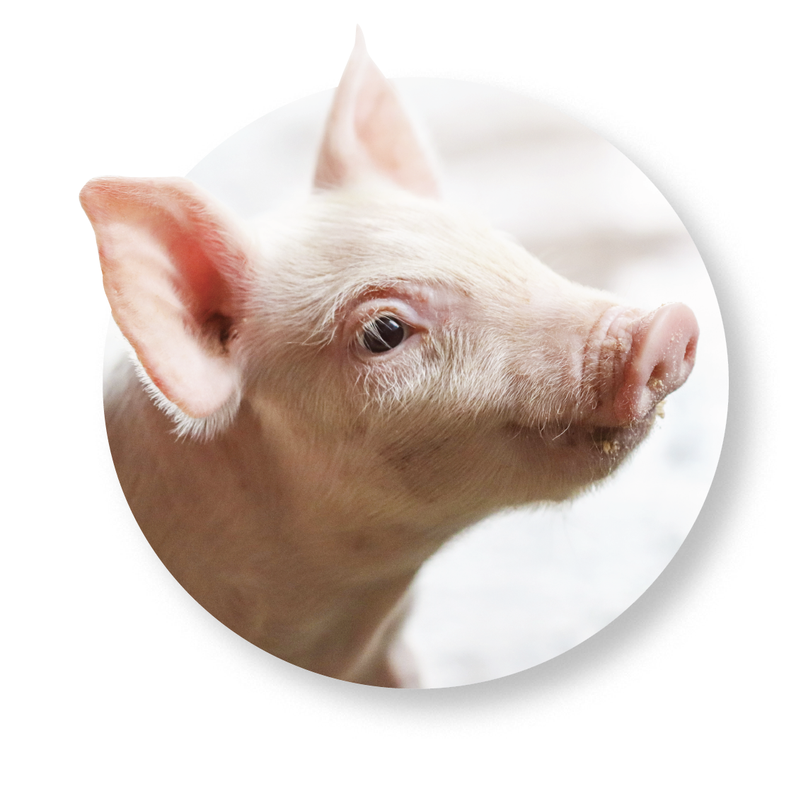 Cute piglet looking up