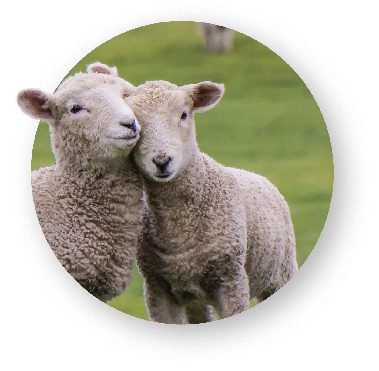 Sheep snuggle together in grassy field