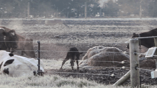 Lincoln University’s “best practice” dairy farm exposed