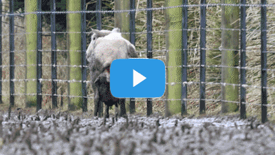 One year on: Mud farming continues to condemn animals to suffering and death
