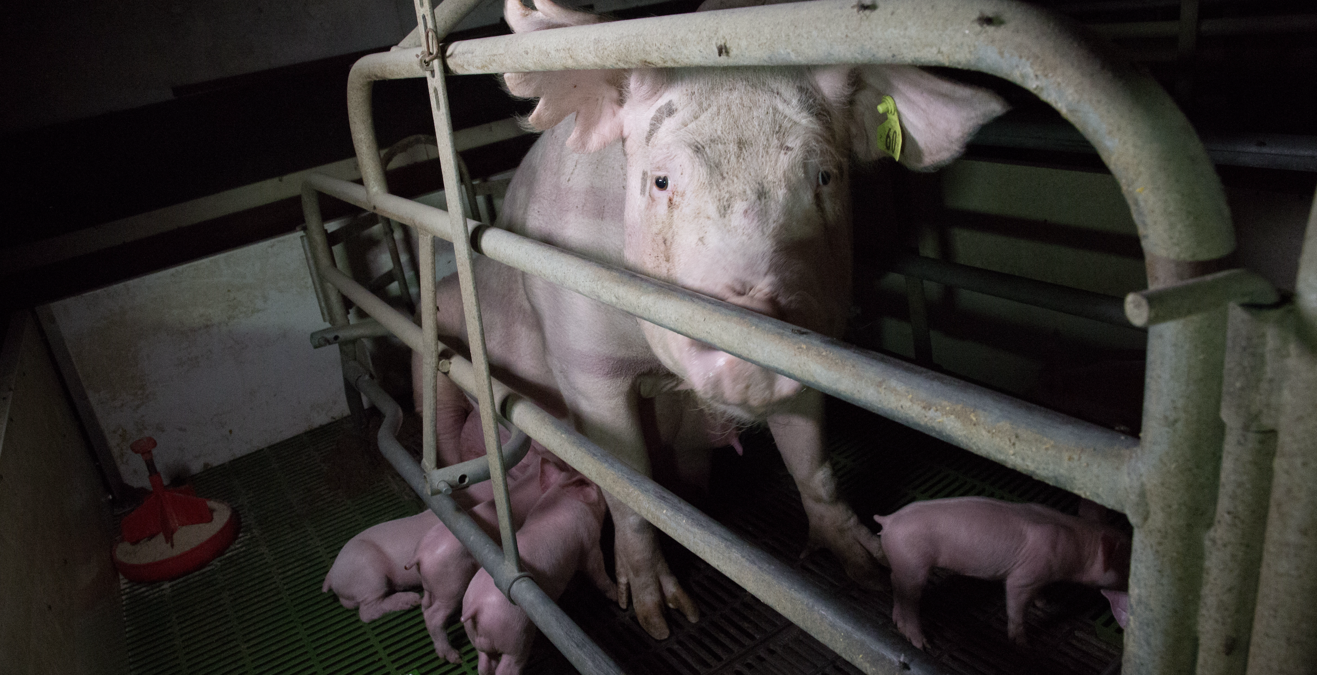 Government moves to keep mother pigs in cages indefinitely