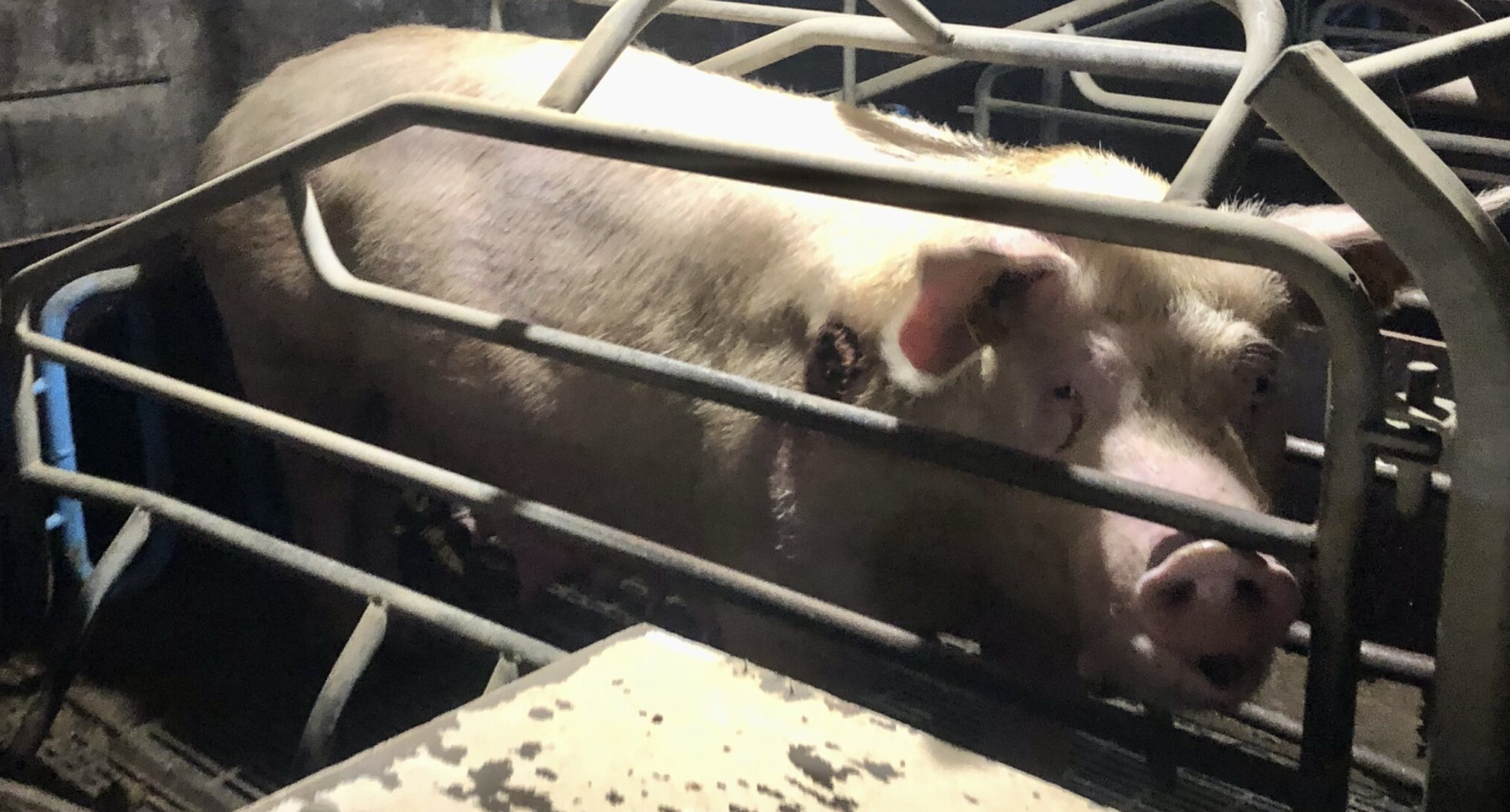 Breaking: New footage exposes cruelty behind Government’s pig-caging Bill