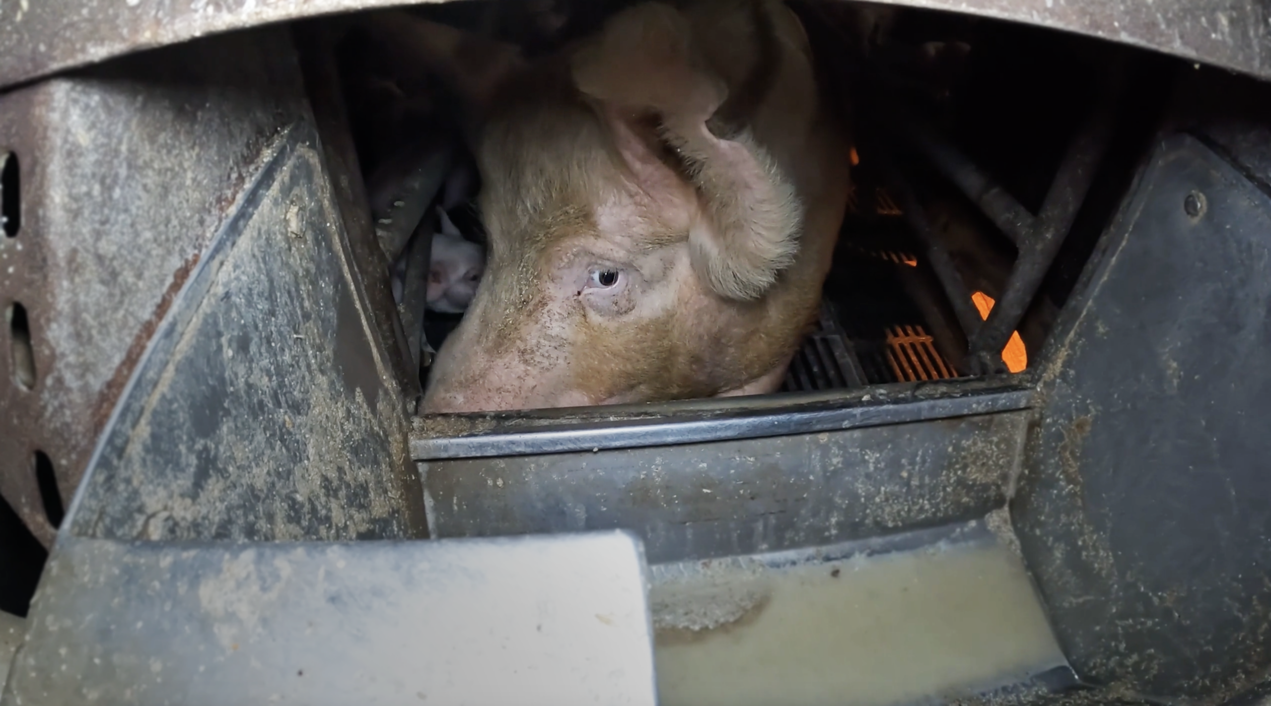 Pig in Farrowing crate - New Zealand Factory Farming, SAFE for Animals