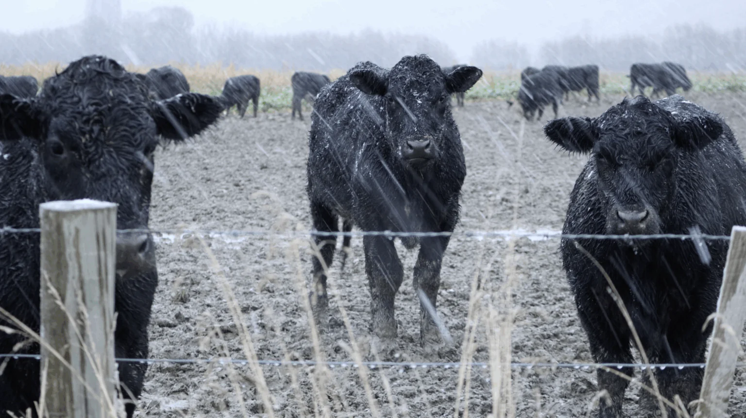 Cattle stand facing the camera on a mud farm in Southland, New Zealand in the middle of winter snow.